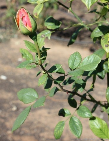 'Edith Wilkie' rose photo