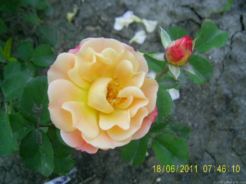 'Cubana ™ (shrub, Kordes 2001)' rose photo