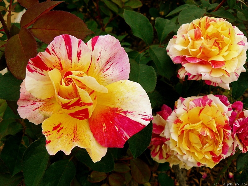 'Maurice Utrillo ™' rose photo