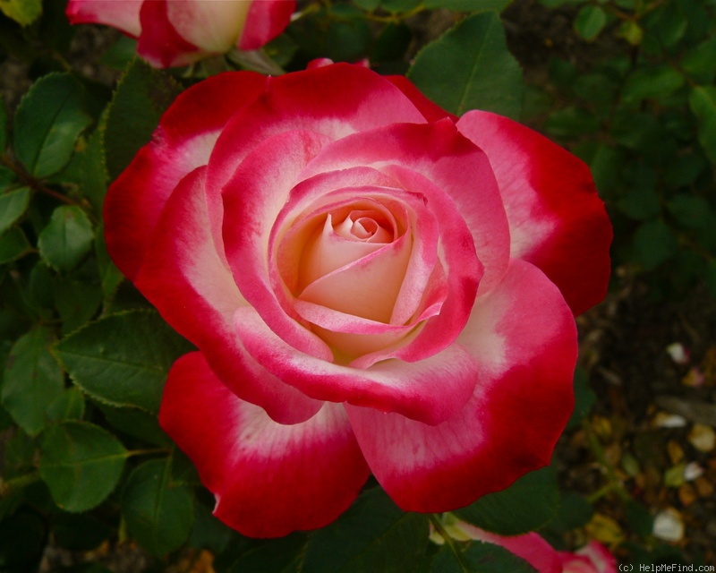 'Fire & Ice' rose photo