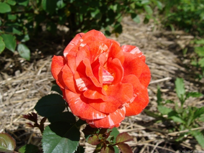 'A3101' rose photo