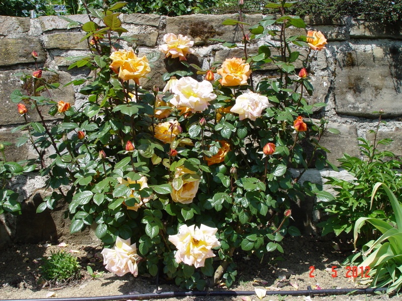 'Louis de Funès ®' rose photo