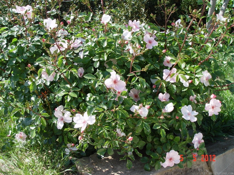 'Astronomia ®' rose photo