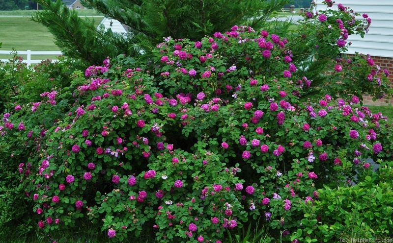 'Himmelsauge' rose photo