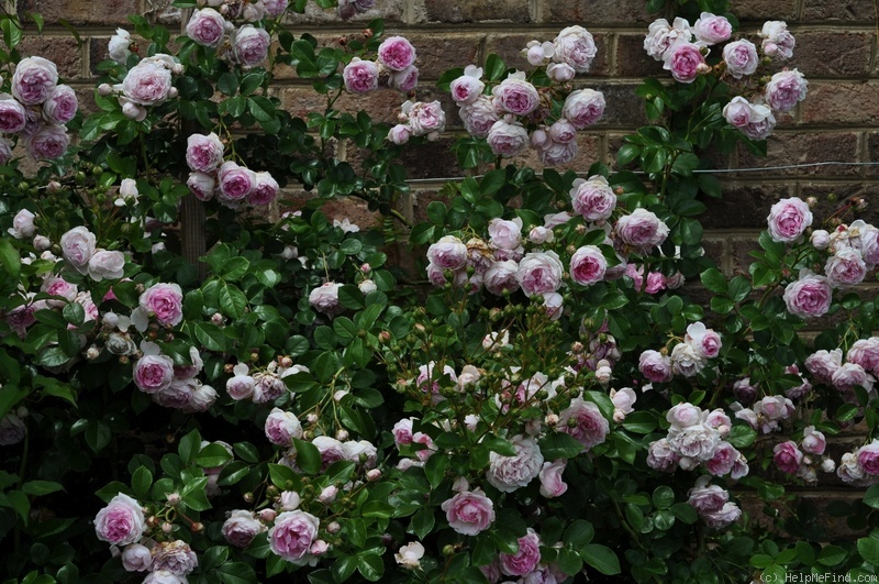 'Jasmina ™ (LCl, Kordes, 1996)' rose photo