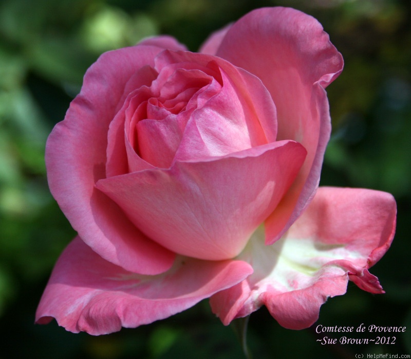 'Comtesse de Provence' rose photo