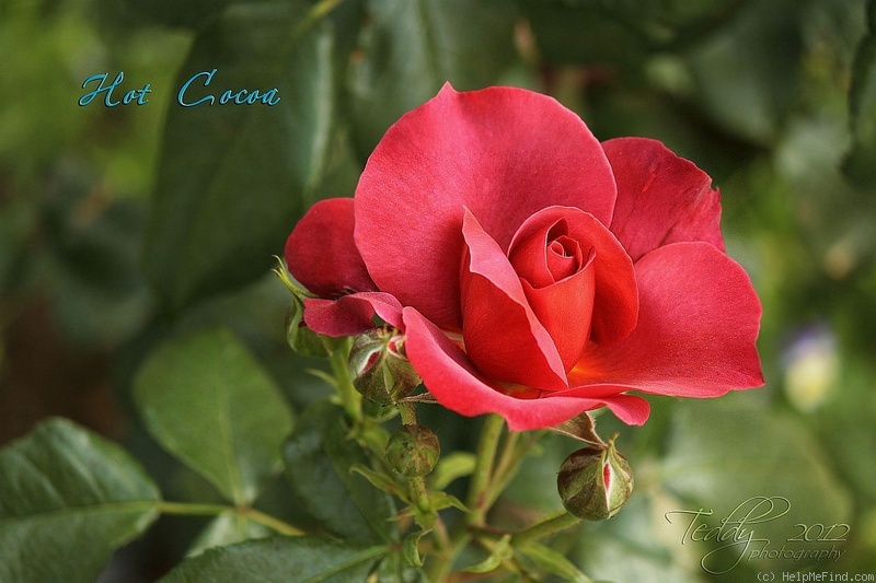 'Hot Cocoa ™ (Floribunda, Carruth 2001)' rose photo
