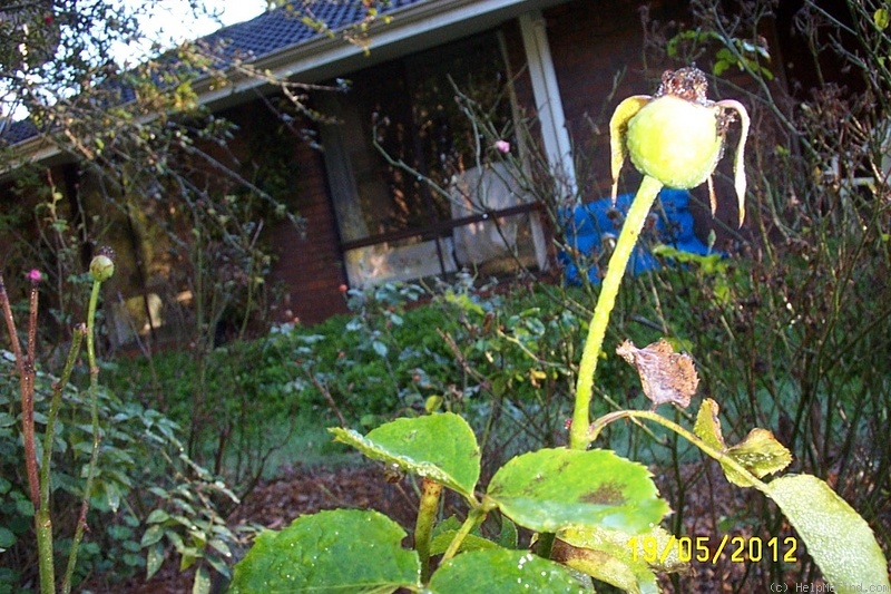 'Diamond Jubilee (hybrid tea, Boerner, 1947)' rose photo