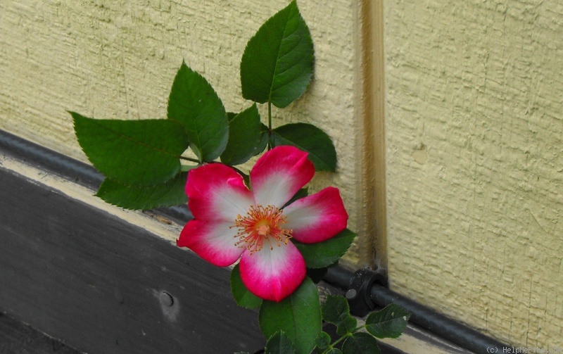 'Mrs. Robinson' rose photo