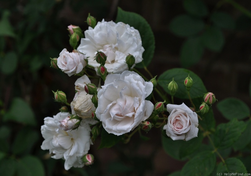 'Baltimore Belle (rambler, Feast, 1843)' rose photo