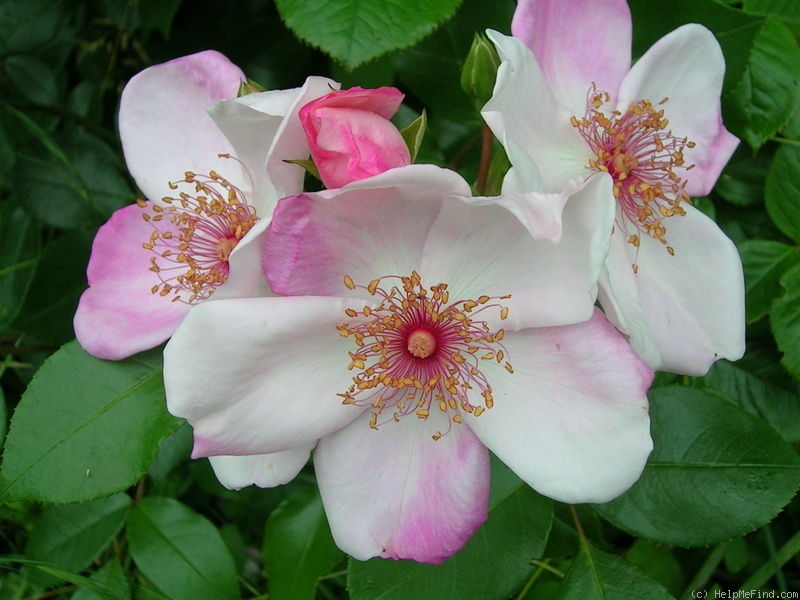 'Astronomia ®' rose photo