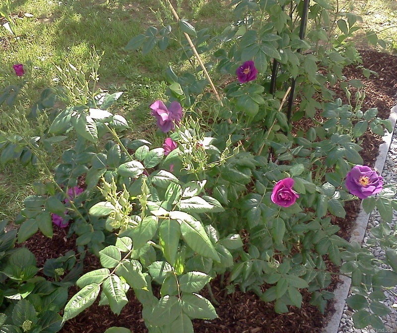 'Rhapsody in Blue ™' rose photo