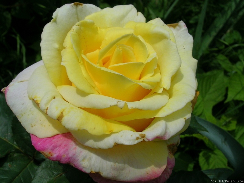 'Bella'roma' rose photo