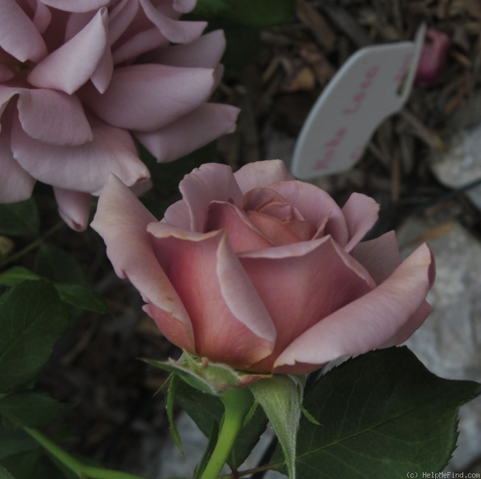 'Koko Loco (floribunda, Bedard, 2010)' rose photo