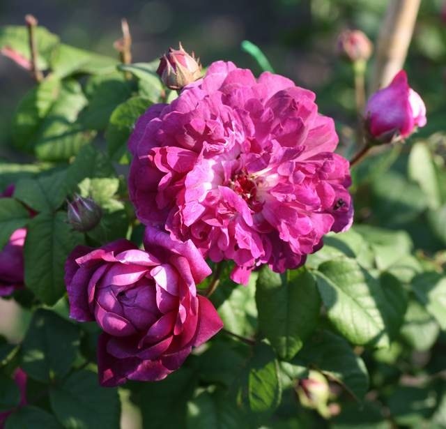 'Cardinal de Richelieu (Hybrid China, Parmentier, pre 1847)' rose photo