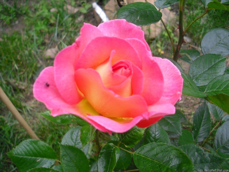 'Pink Paradise (hybrid tea, Delbard, 2004/11)' rose photo