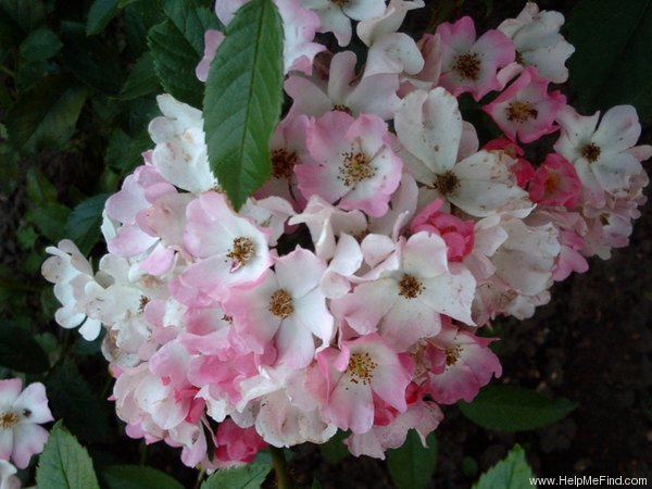 'Ballerina (hybrid musk, Bentall, 1937)' rose photo