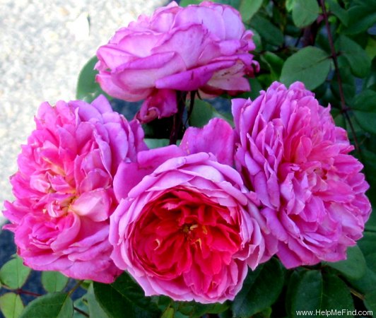 'Benjamin Britten' rose photo