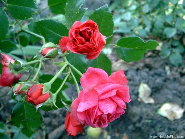 'Elmshorn' rose photo