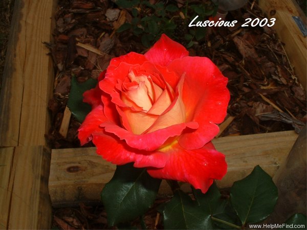 'Luscious (hybrid tea, Perry 2003)' rose photo