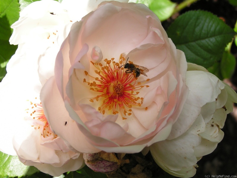 'Jacqueline du Pré (shrub, Harkness before 1986)' rose photo