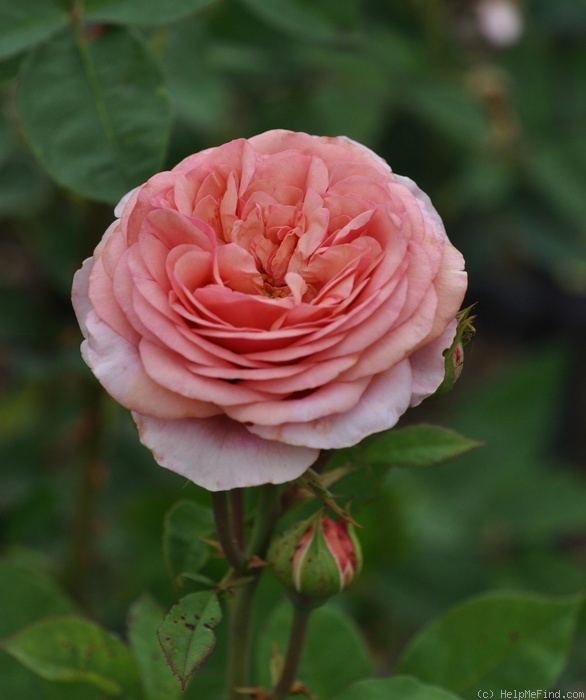 'Proud Bride ®' rose photo