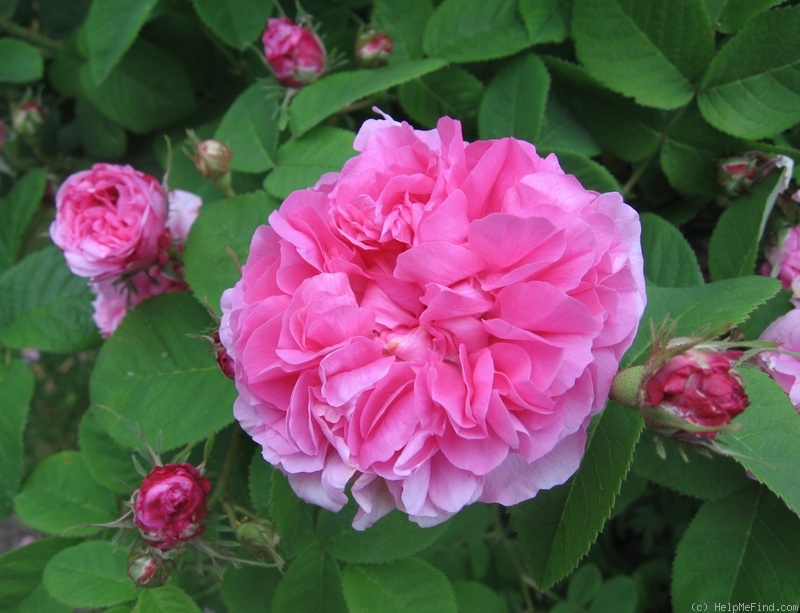 'Pink Léda' rose photo