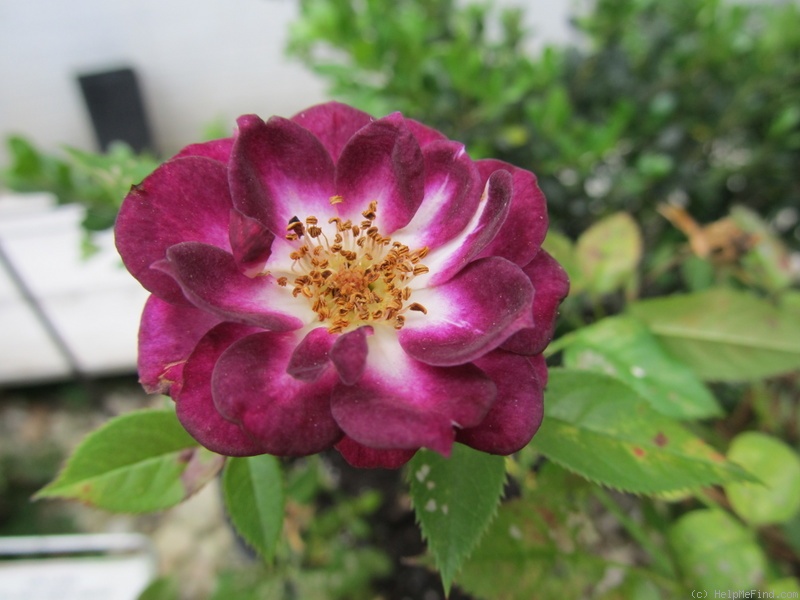 'Diamond Eyes' rose photo