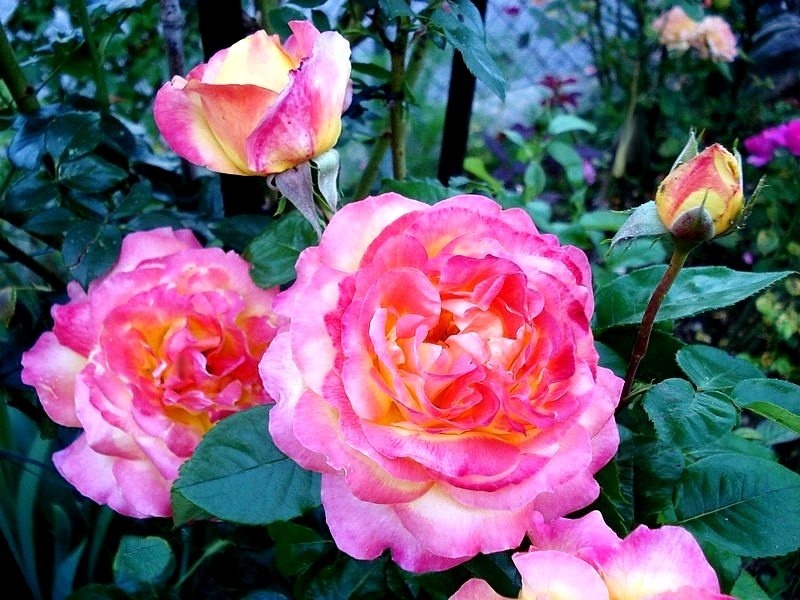 'Pullman Orient Express ®' rose photo