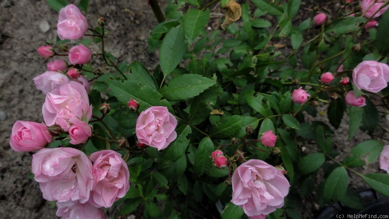 'Heavenly Pink ® (Hybrid Musk, Lens 1997)' rose photo