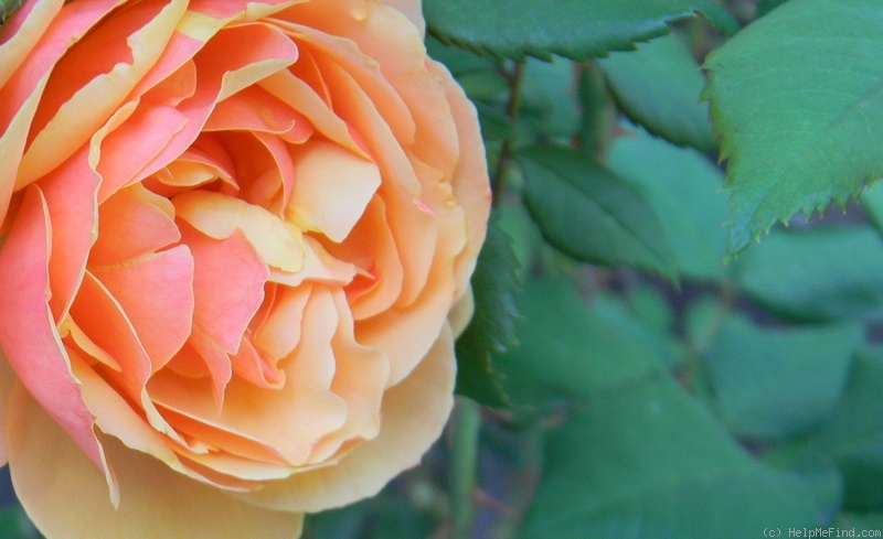 'About Face ™' rose photo