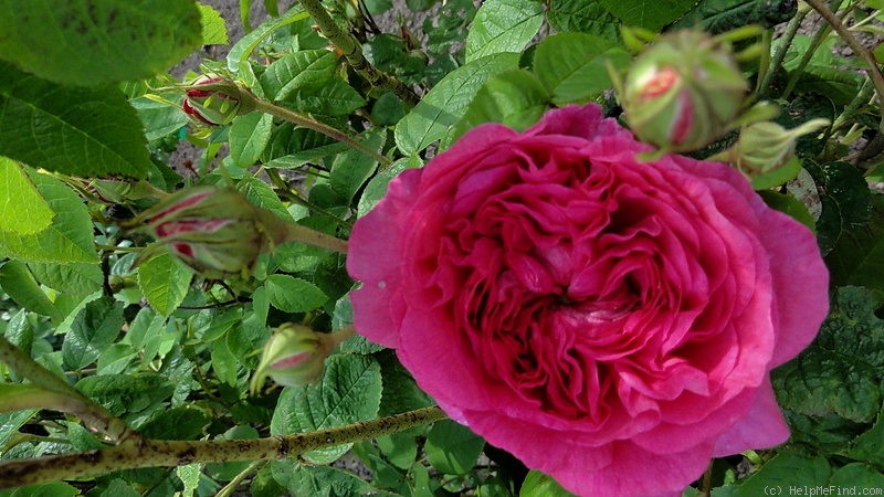 'Surpasse Tout' rose photo