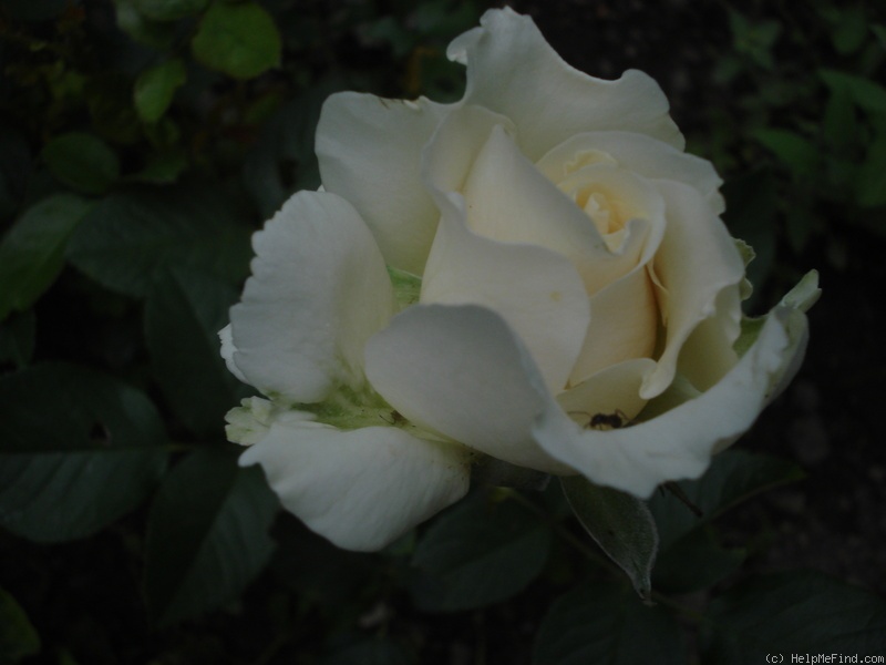 'Avalon (floribunda, Harkness 1996)' rose photo