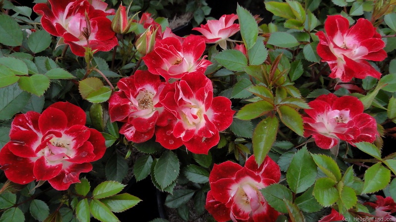 'MACmanley' rose photo