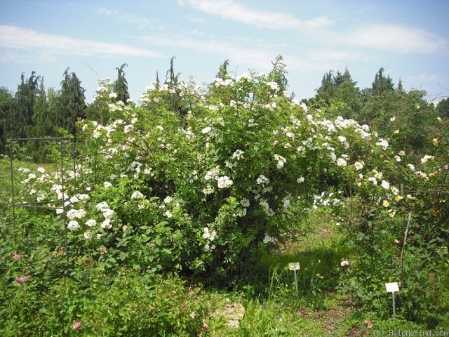 'Rosa helenae 'Semiplena'' rose photo
