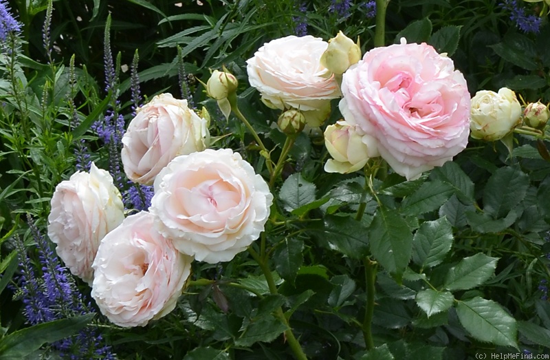 'Eden Rose 85' rose photo