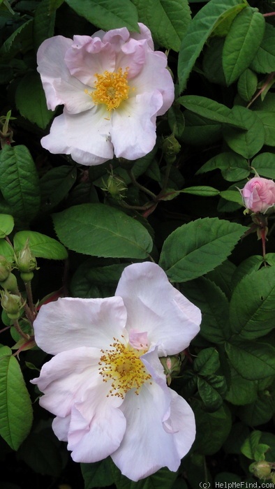 '<i>Rosa richardii</i> Rehder' rose photo