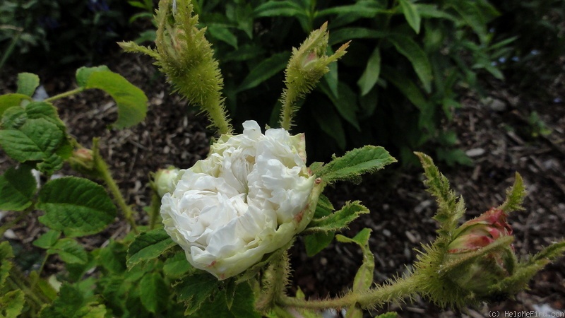 'Blanche Simon' rose photo