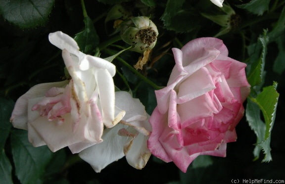 'Sakura-Gasumi' rose photo