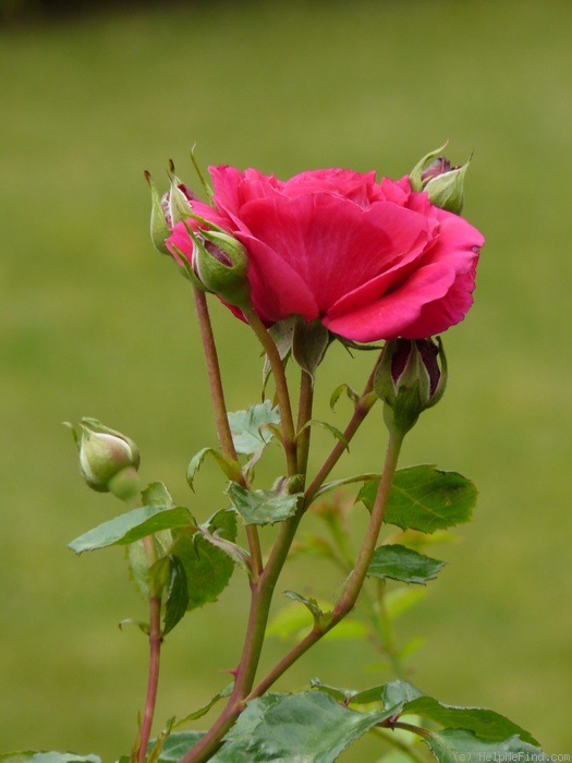 'Play The Blues' rose photo