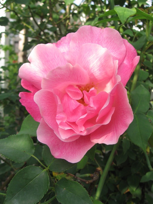 'Madame Grégoire Staechelin' rose photo