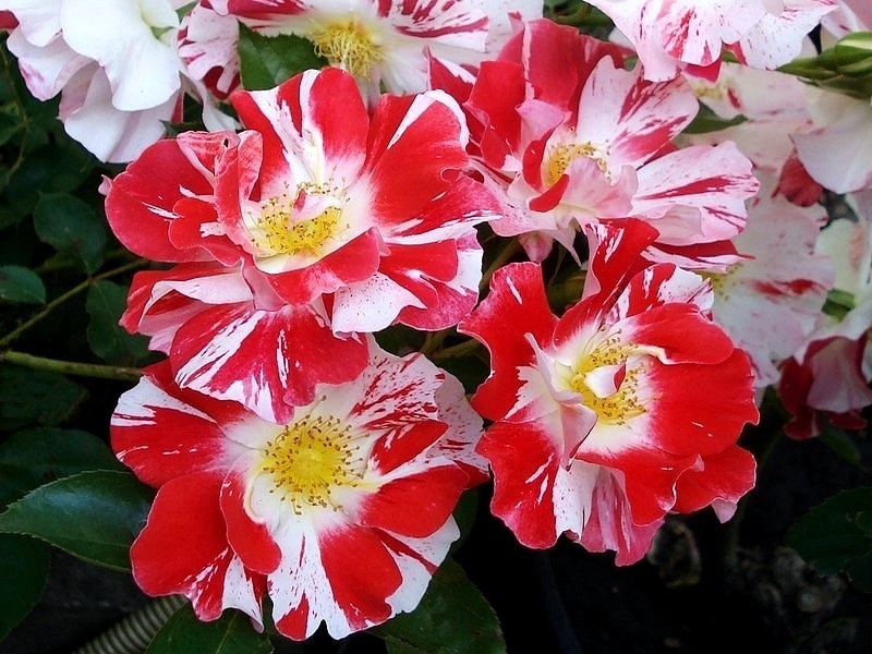 'Boccacio ®' rose photo