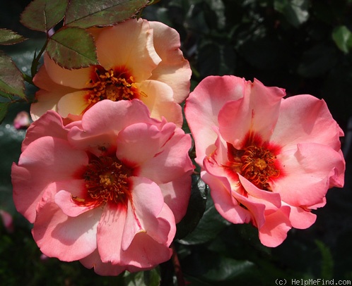 'Alissar, Princess of Phoenicia' rose photo