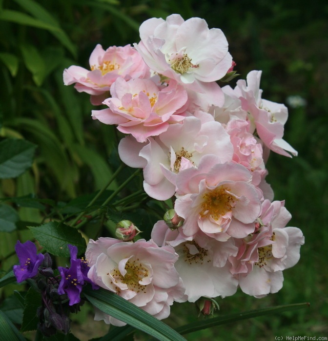 'Pink Skyliner' rose photo