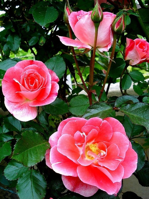 'Allée Abricot ®' rose photo