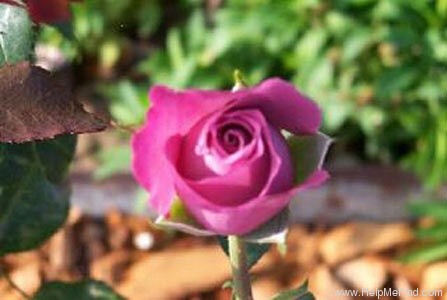'Angel Face (floribunda, Swim & Weeks 1968)' rose photo