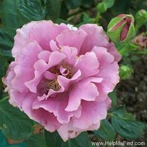 'Angel Face (floribunda, Swim & Weeks 1968)' rose photo