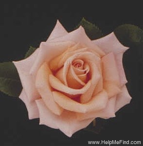'Sunset Celebration ™' rose photo