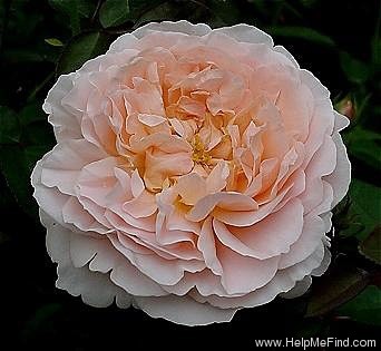 'Tamora (shrub, Austin, 1983)' rose photo