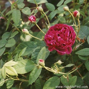'Tuscany Superb' rose photo
